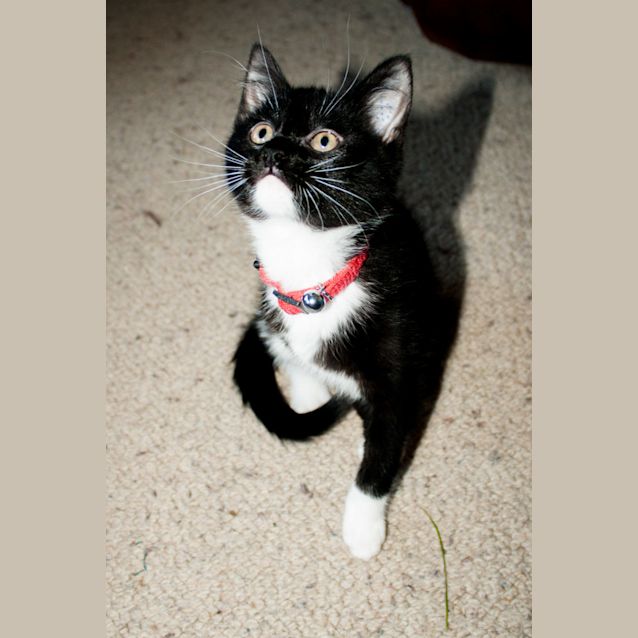Photo of Bella