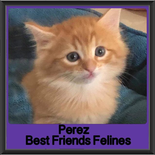 Photo of Perez