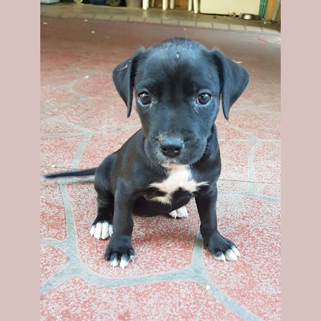 Photo of Layla