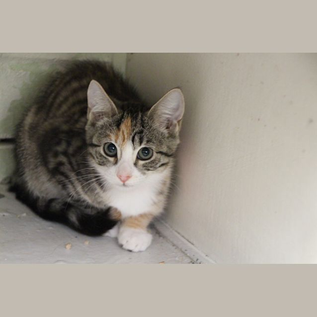 Photo of Minogue (4676)