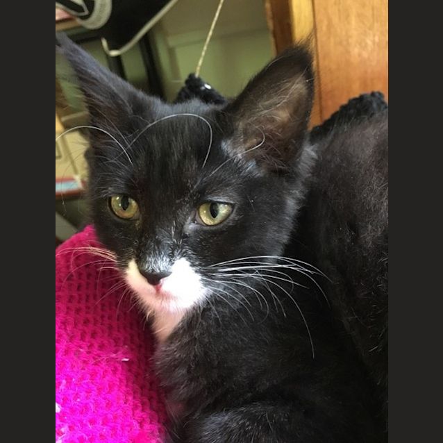 Photo of Frannie **2nd Chance Cat Rescue**
