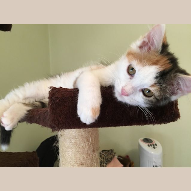 Photo of Ashley **2nd Chance Cat Rescue**