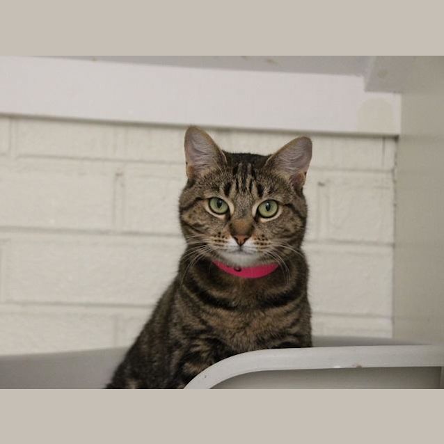 Photo of Biscuit (5108)