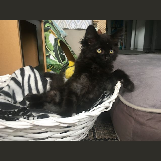 Photo of Floofy Princess