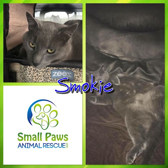 Photo of Smokie