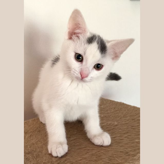 Photo of Mr Cp The Sweet Little Boy Kitten