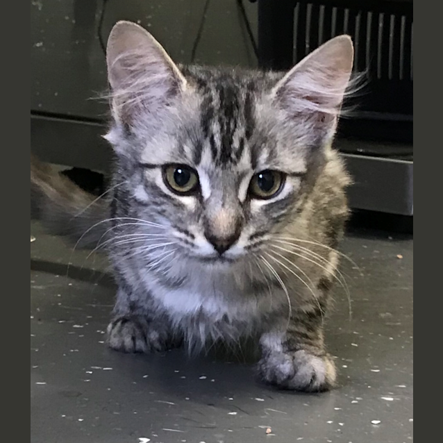 Photo of Toki