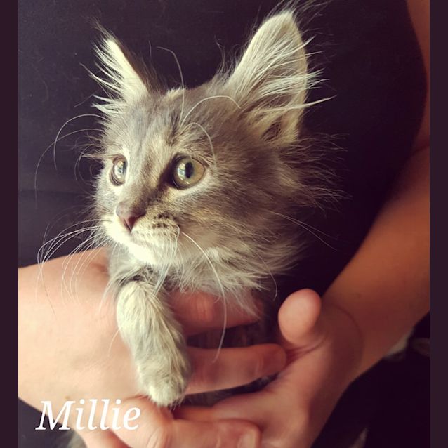 Photo of Millie **Adopted**