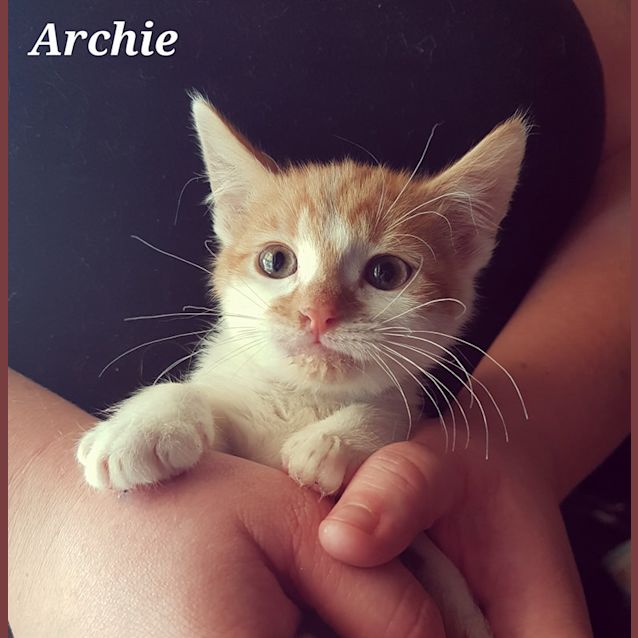 Photo of Archie  **Adopted**