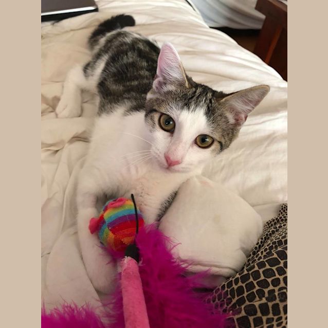 Photo of Sugar