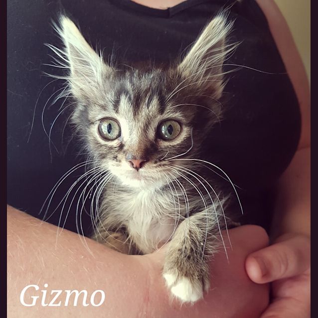 Photo of Gizmo **Adopted**