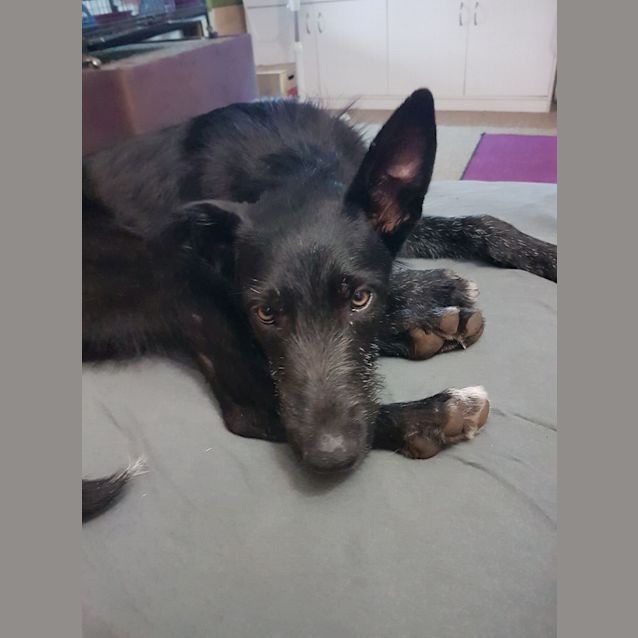 Photo of Hunter 