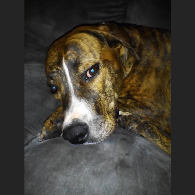 Photo of Willow 