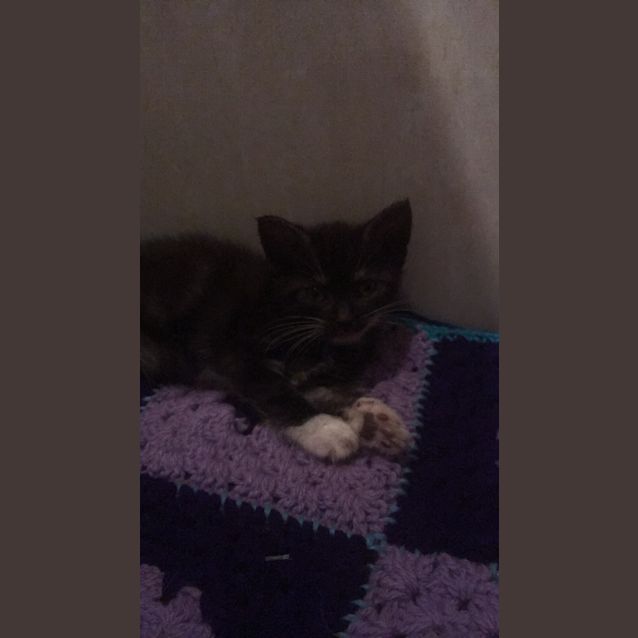 Photo of Belle