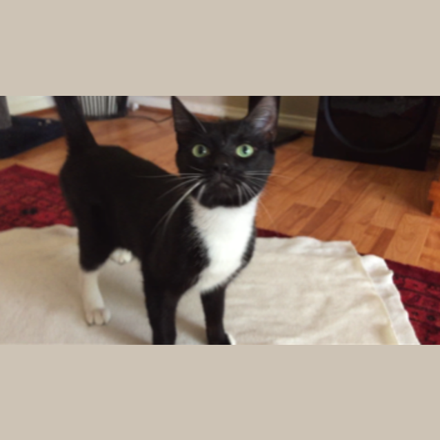 Photo of Rielle (Adoption In Progress)