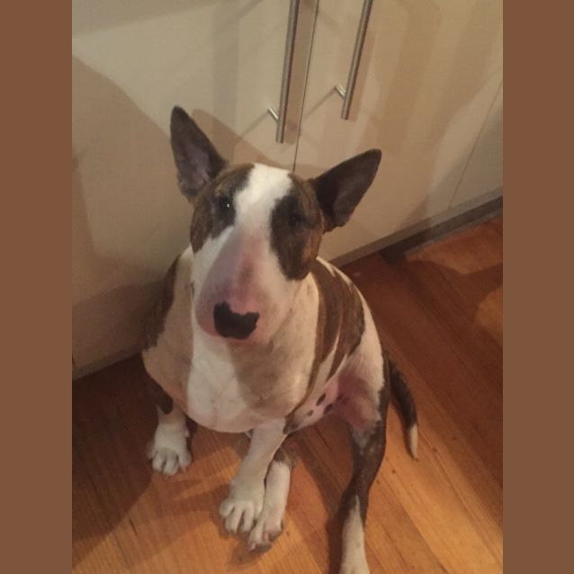 Photo of Harvey   Foster Carer Needed