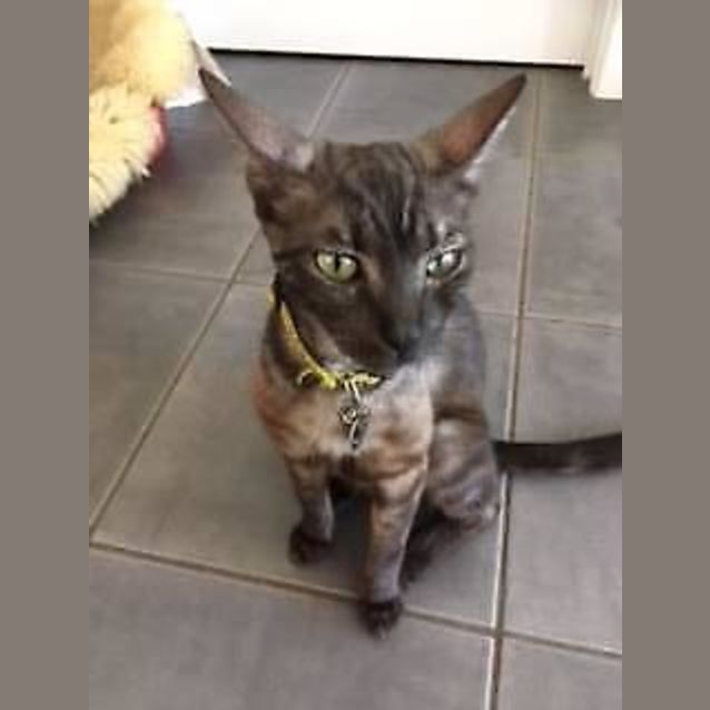 Photo of Willow