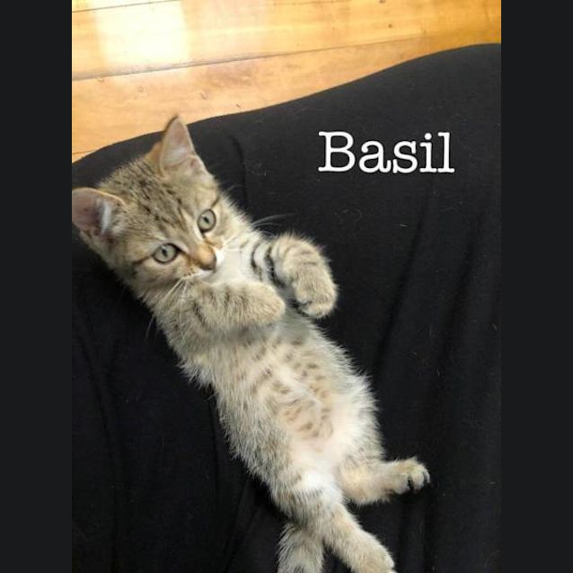 Photo of Basil