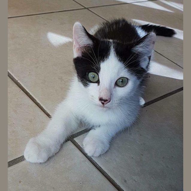 Photo of Axel