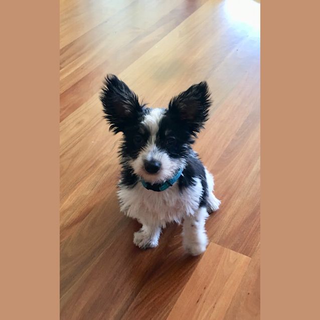 Photo of Biscuit