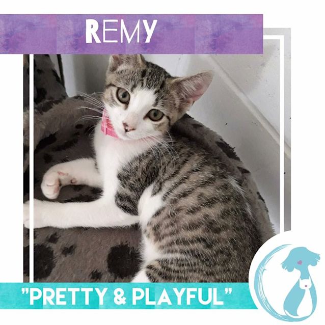 Photo of Remy