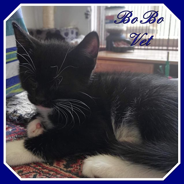 Photo of Bo Bo Vet