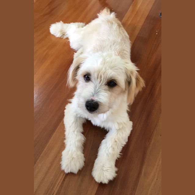 Photo of Goldie Our Gentle Loving Boy 