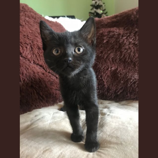 Photo of Willow