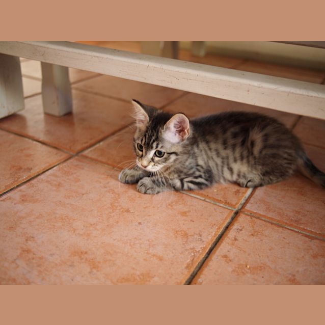 Photo of Lucky