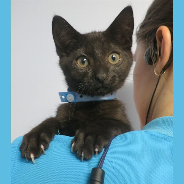 Photo of Sylvester