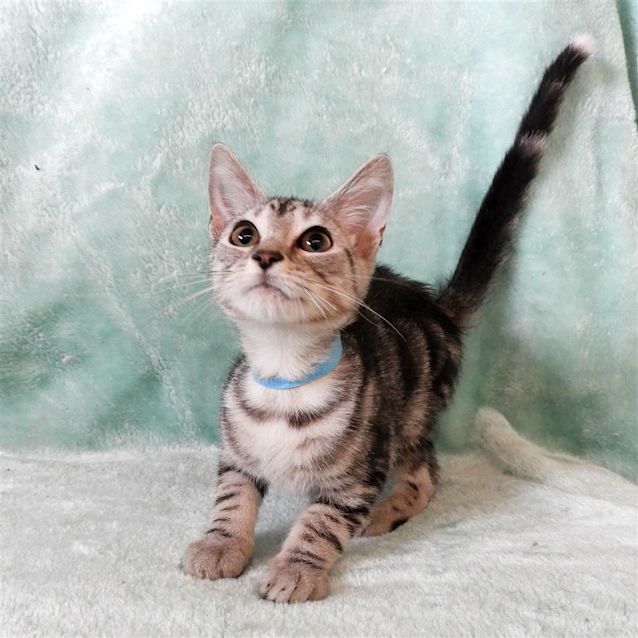 Photo of Benji