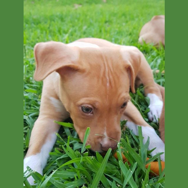 Photo of Buffy **Adoption Pending**