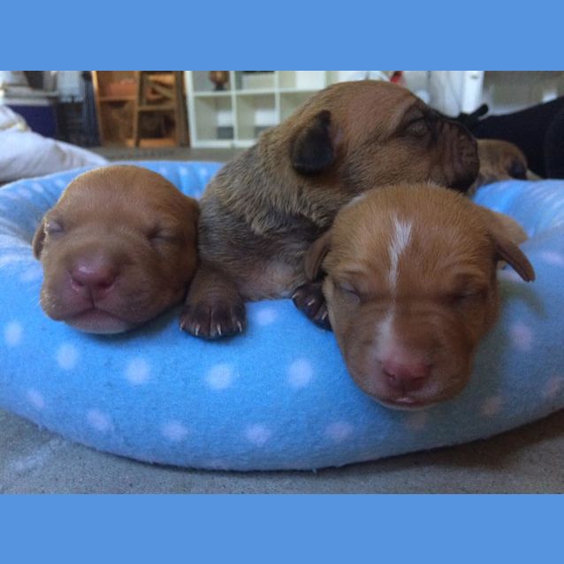 Photo of Raven **Adoption Pending**