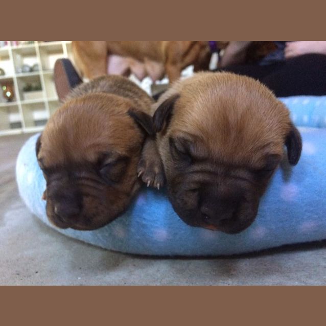 Photo of Moon **Adoption Pending**