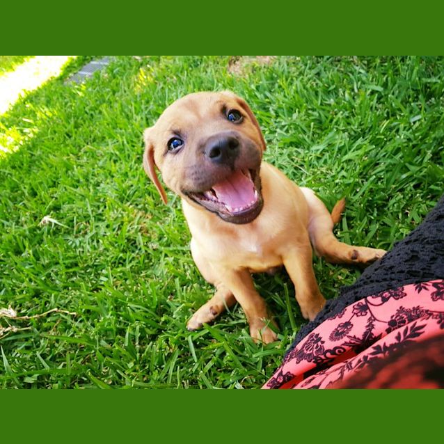 Photo of Casper **Adoption Pending**