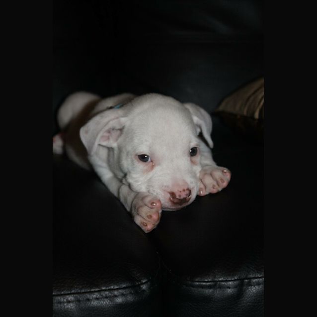 Photo of Boomer (Deaf) Available Pre Adoption 