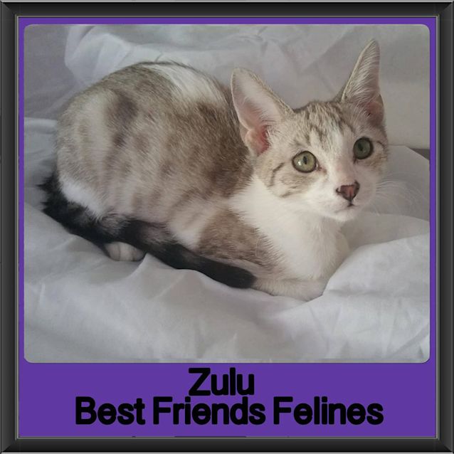Photo of Zulu
