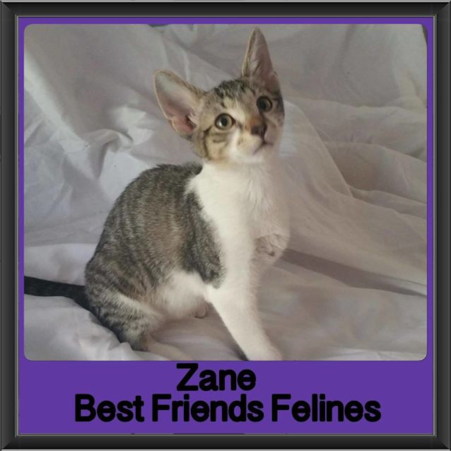 Photo of Zane