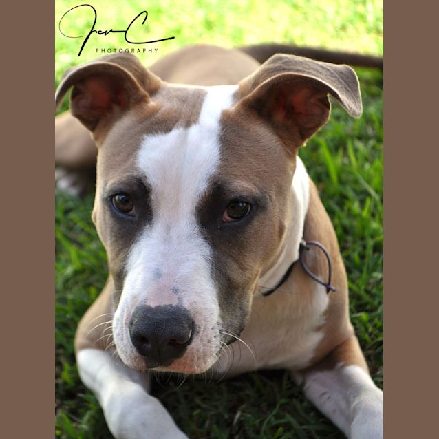 Photo of Bailey ** A Pure Bred Pup **
