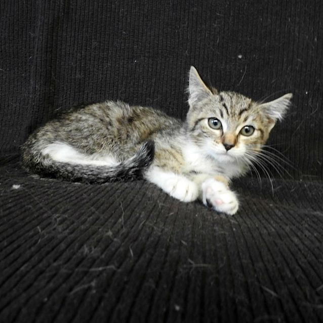 Photo of Dixie