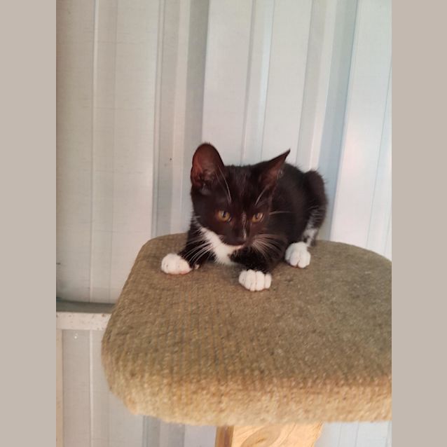 Photo of Roxie