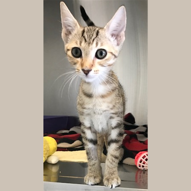 Photo of Chestnut