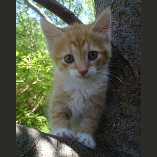 Photo of Nala Ginger