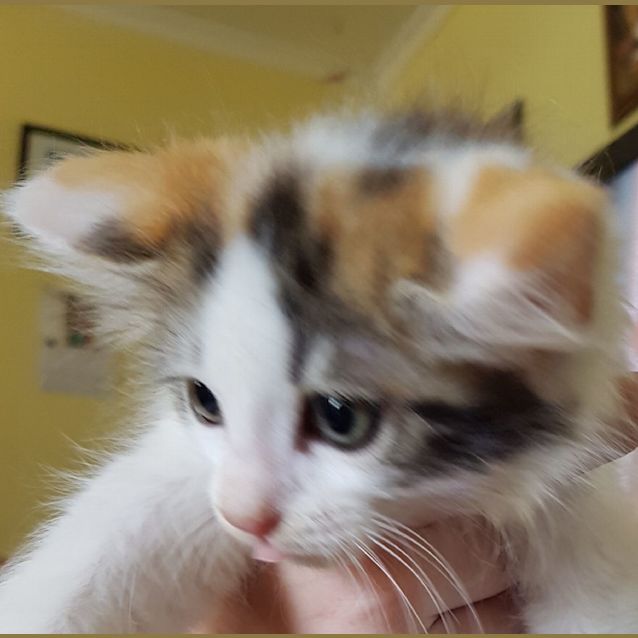 Photo of Piper