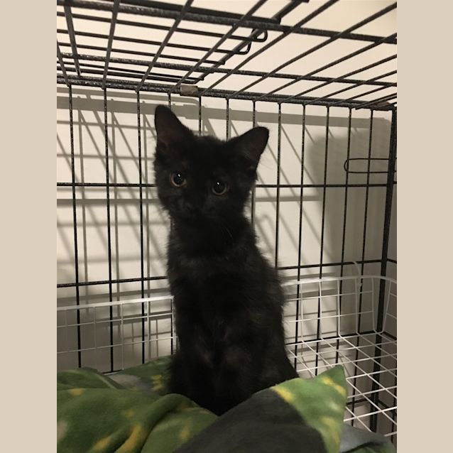 Photo of Smokey