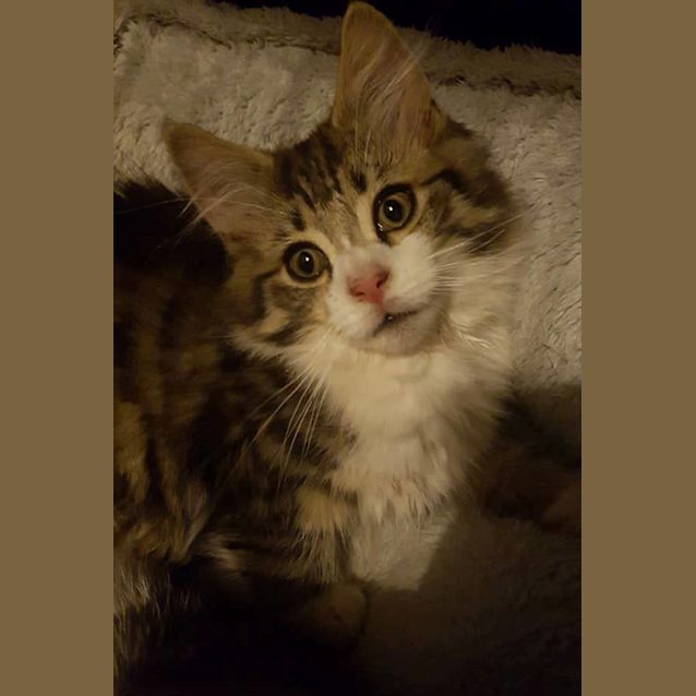Photo of Hansel **2nd Chance Cat Rescue**