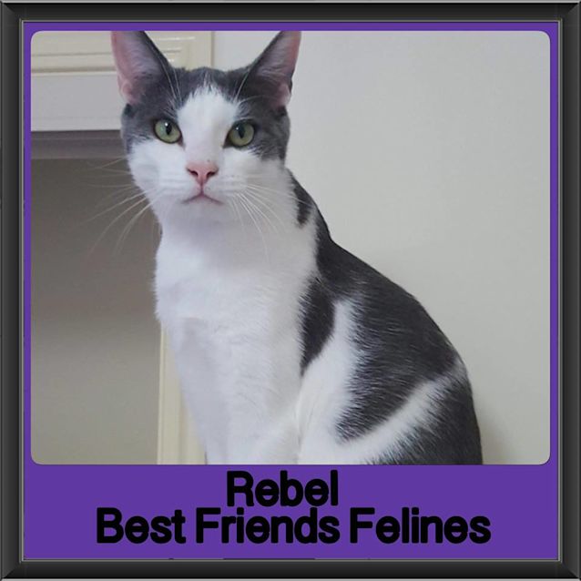Photo of Rebel