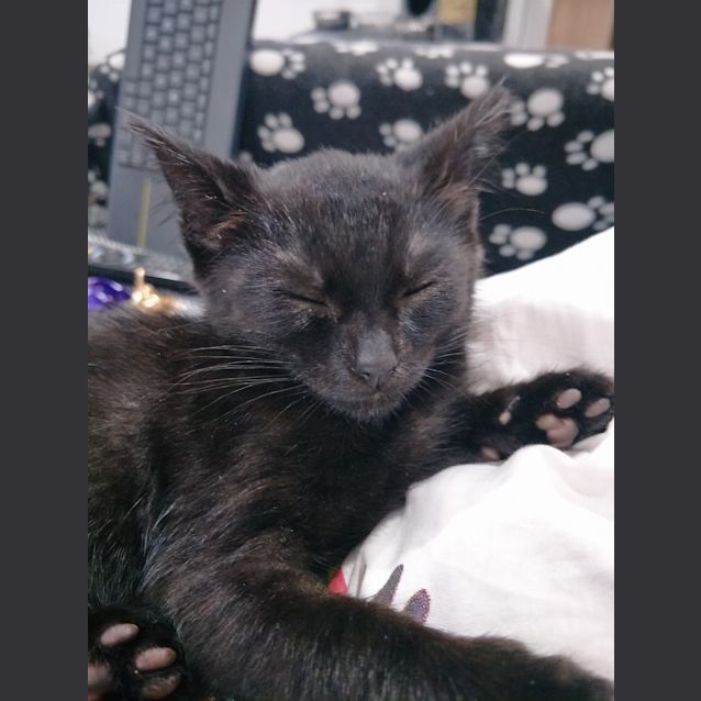 Photo of Monty (And Basil)