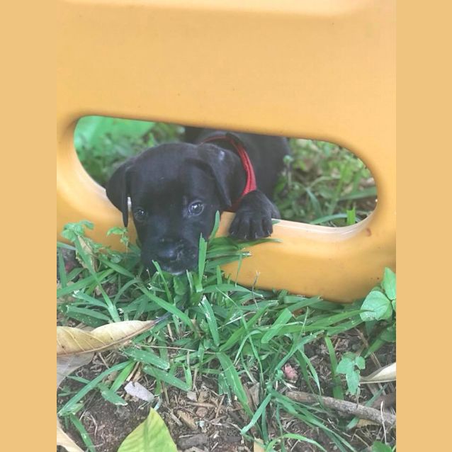 Photo of Thorn **Adoption Pending**