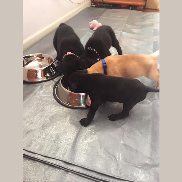 Photo of Scrappy **Adoption Pending**